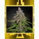 Damnesia Auto GREEN HOUSE SEEDS