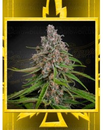 Damnesia Auto GREEN HOUSE SEEDS