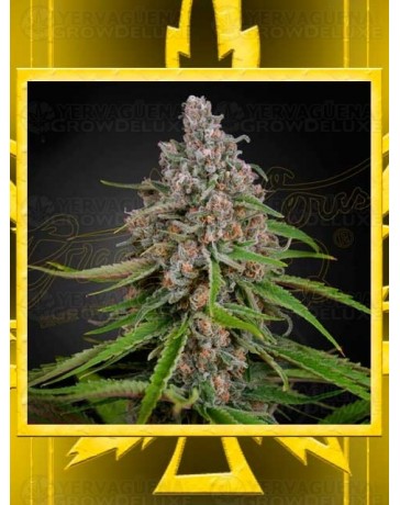 Damnesia Auto GREEN HOUSE SEEDS