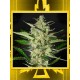 Flowerbomb Kush GREEN HOUSE SEEDS