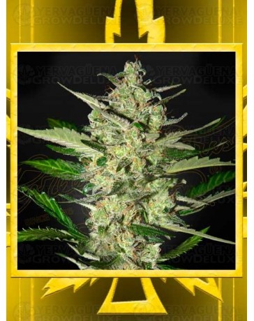 Flowerbomb Kush GREEN HOUSE SEEDS