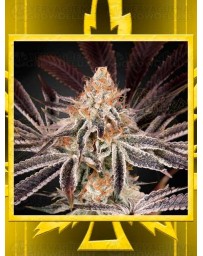 Dark Phoenix GREEN HOUSE SEEDS