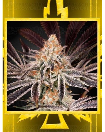 Dark Phoenix GREEN HOUSE SEEDS