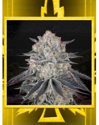 Fullgas! GREEN HOUSE SEEDS