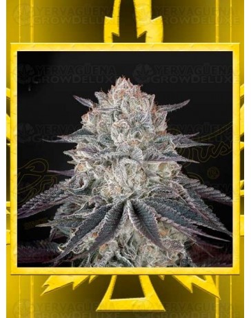 Fullgas! GREEN HOUSE SEEDS