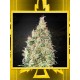 Great White Shark CBD GREEN HOUSE SEEDS