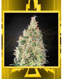 Great White Shark CBD GREEN HOUSE SEEDS