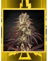 Kong´s Krush GREEN HOUSE SEEDS