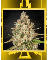 Lost Pearl GREEN HOUSE SEEDS
