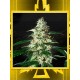 Skunk Auto GREEN HOUSE SEEDS