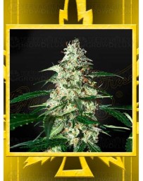 Skunk Auto GREEN HOUSE SEEDS