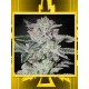 Sweet Valley Kush GREEN HOUSE SEEDS