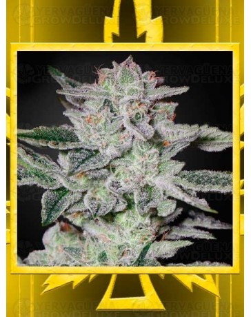 Sweet Valley Kush GREEN HOUSE SEEDS