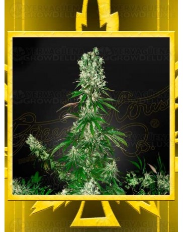 White Strawberry Skunk GREEN HOUSE SEEDS