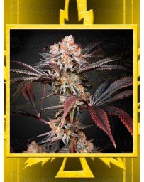 Wonder Pie GREEN HOUSE SEEDS