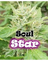 Soul Star Dr. Underground Outlet