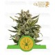 White Widow Auto Royal Queen Autofloreciente