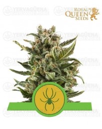 White Widow Auto Royal Queen Autofloreciente Outlet