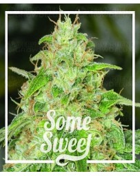 Some Sweet  Medical Seeds Outlet