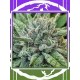 Lord Kush DELICIOUS SEEDS