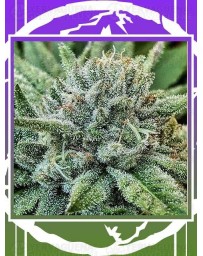 Lord Kush DELICIOUS SEEDS Outlet