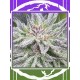 Lord Kush DELICIOUS SEEDS