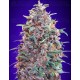 Auto Purple Diesel Advanced Seeds Autofloreciente