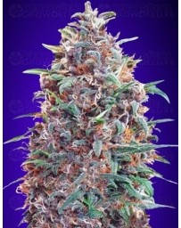 Auto Purple Diesel Advanced Seeds Autofloreciente