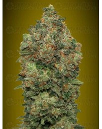 Auto Critical Soma  Advanced Seeds Outlet