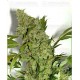 Chronic Serious Seeds regular