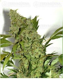 Chronic Serious Seeds regular