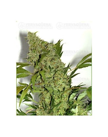 Chronic Serious Seeds regular