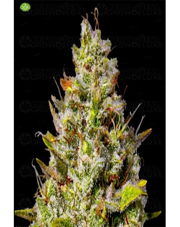 Blue Gelato 41  de Barney´s Farm