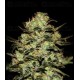 Pure Kush Green House Outlet