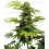Black Harlequin Sensi Seeds 