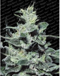 Nebula Paradise Seeds