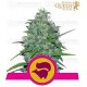 Skunk XL Royal Queen