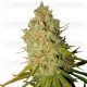 Special Kush #1 Outlet Royal Queen