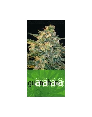 Guanabana Blim Burn