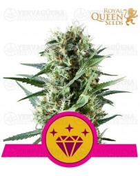 Special Kush #1 Outlet Royal Queen