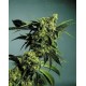 G13 x Hash Plant Outlet Sensi Seeds Regular