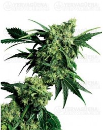 G13 x Hash Plant Outlet Sensi Seeds Regular