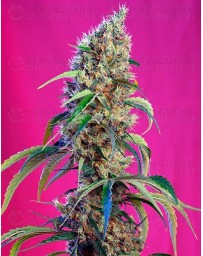 Black Jack CBD Outlet Sweet Seeds