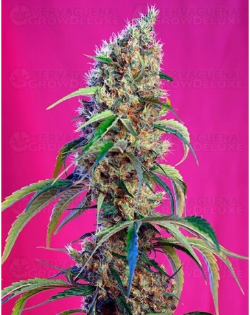 Black Jack CBD Sweet Seeds