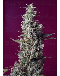 Sweet Cherry Pie Sweet Seeds Outlet