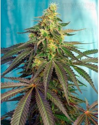 Cream Caramel CBD Sweet Seeds Outlet