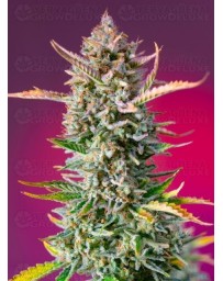 Gorilla Sherbet F1 Fast Version SWEET SEEDS Outlet