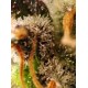 Gorilla Sherbet F1 Fast Version SEET SEEDS