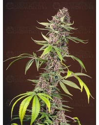 Red Mandarine F1 Fast Version de Sweet Seeds Outlet