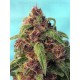 Red Mandarine F1 Fast Version Sweet Seeds